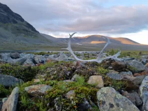 Off-road seljakotimatk Sareki rahvuspargis, Rootsi Lapimaa